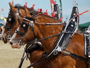 Clydesdales