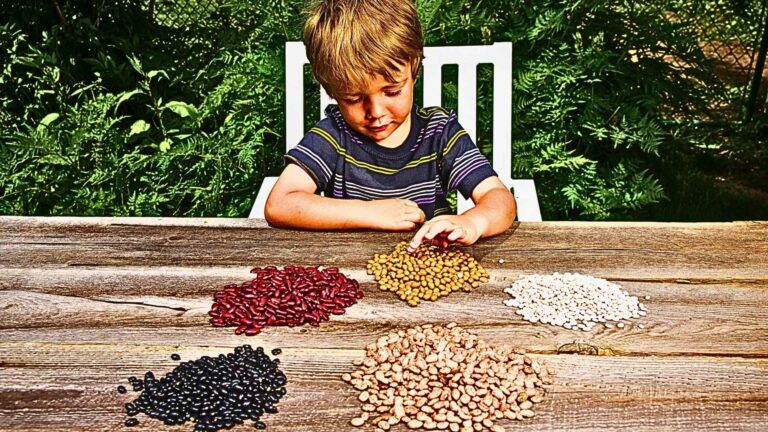 Child sitting at a table counting four groups of beans.